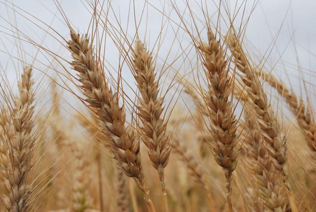 vencer a crise - espigas